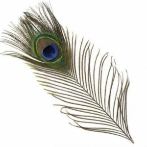 Peacock feathers