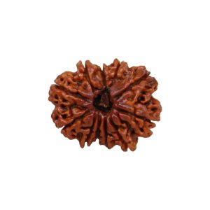 Original Rudraksha